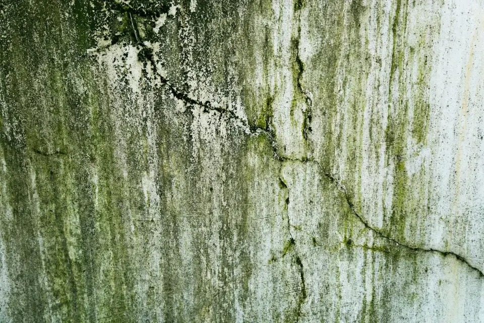 Our Commitment to a Mold-Free Shoreline